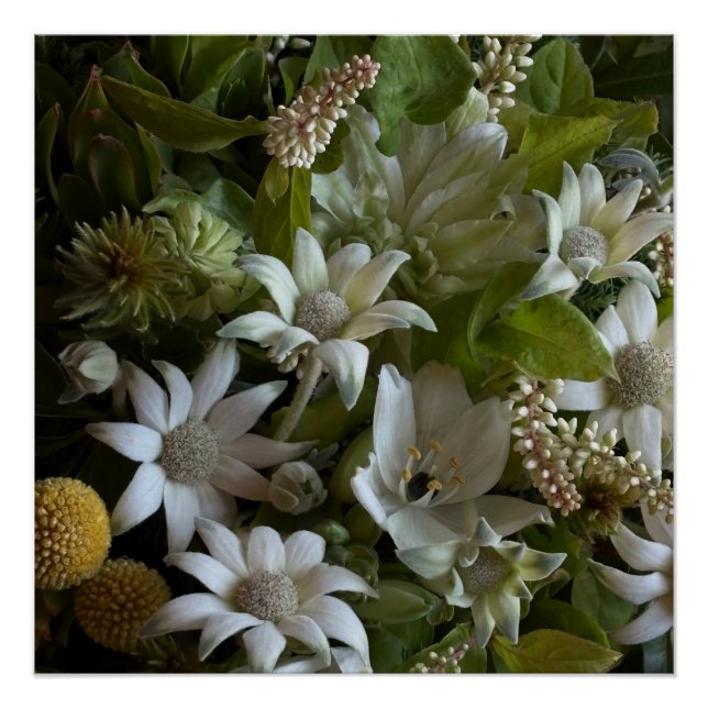 White Flannel Flower, Arabicum & Phylica Botanical Poster (Front)