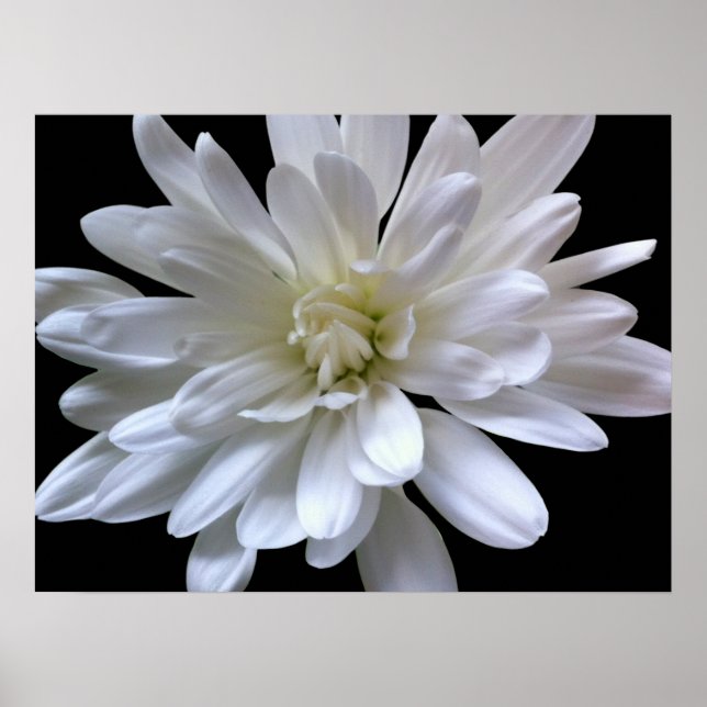 White floral white daisy white mum white flower poster (Front)