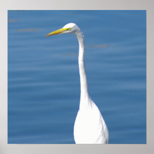 White Florida Crane Poster