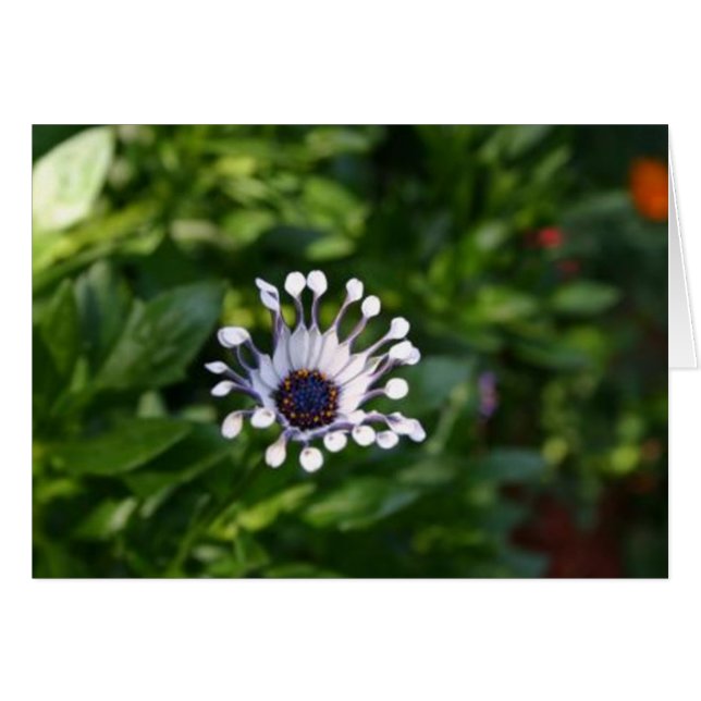 white flower (Front Horizontal)