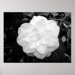 White Flower. (Black and White) Poster