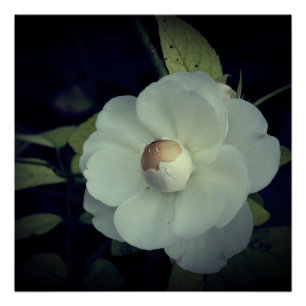 White Flower Blossom Poster