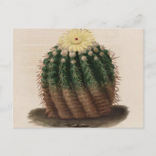 White Flower Cactus Vintage Botanical Print Postcard (Front)