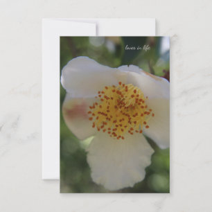 White Flower, close-up Card
