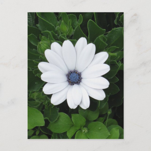 White Flower custom postcard (Front)