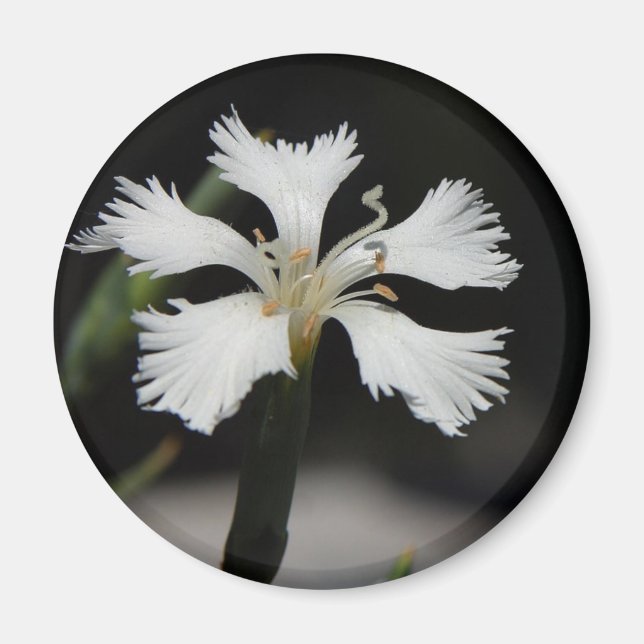 white flower magnet (Front)