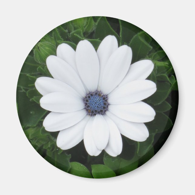 White Flower magnet (Front)