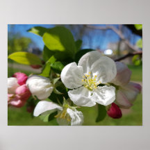 White flower of an apple tree. Spring