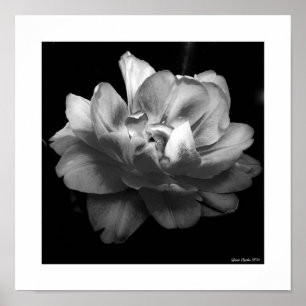 White Flower on Black Background Poster