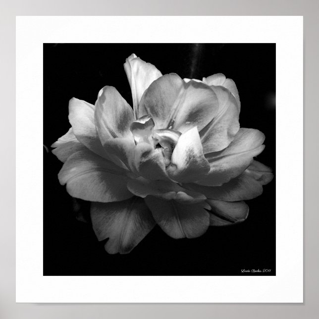 White Flower on Black Background Poster (Front)