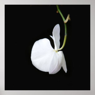 White Flower on Black Small Poster