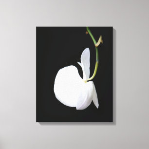 White Flower on Black Wrapped Canvas