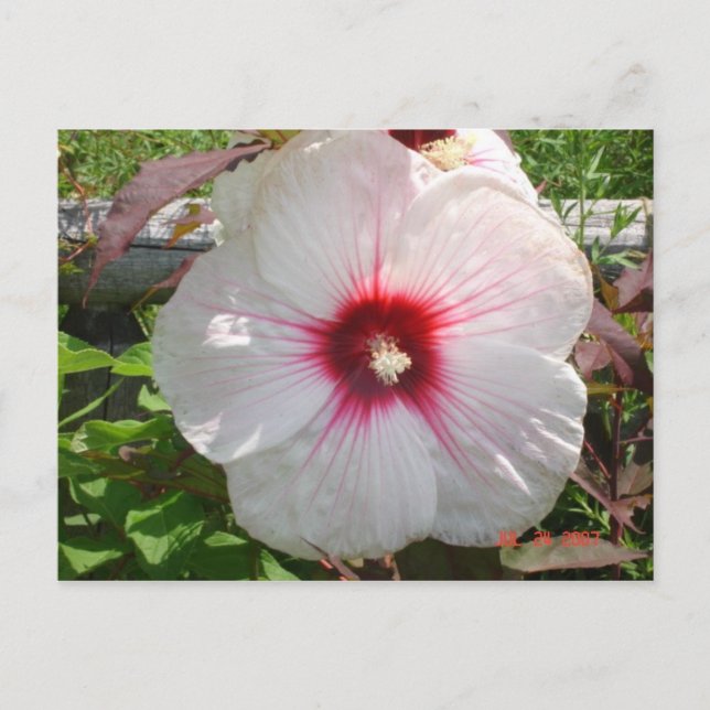 White Flower Postcard (Front)