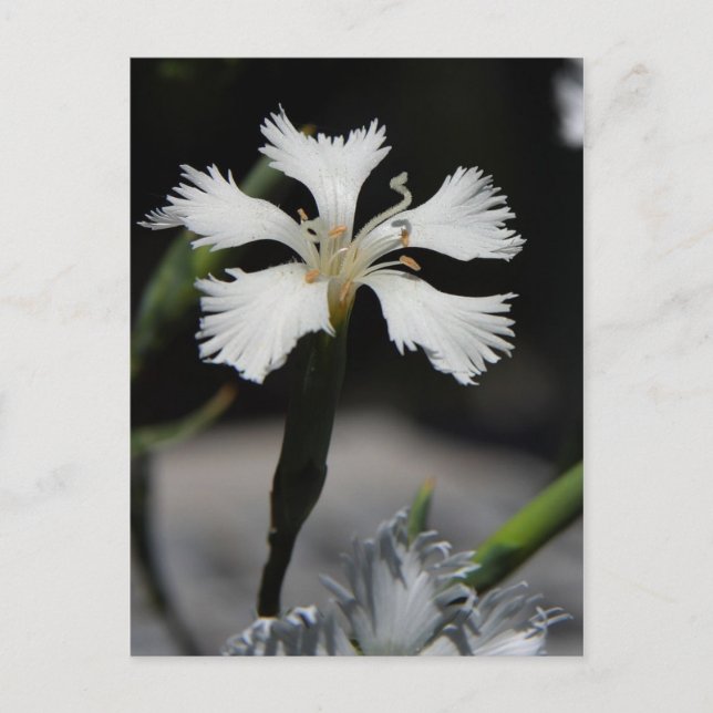 white flower postcard (Front)