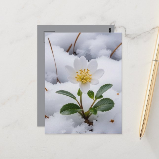 white flower postcard (Front/Back In Situ)
