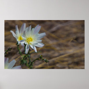 white flower poster