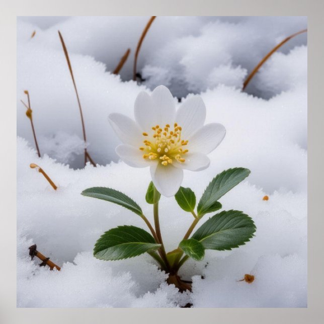 white flower poster (Front)
