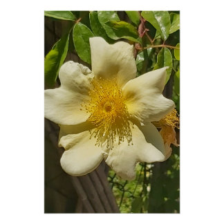 White flower  poster