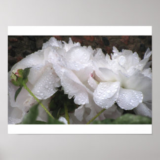 White Flower Poster