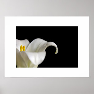 White Flower Poster