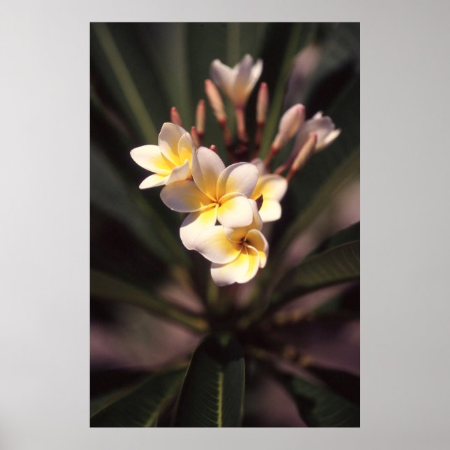 White Flower Poster Paper (Matte) (Front)