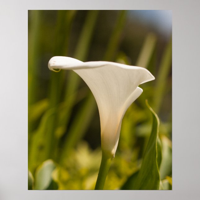 White Flower Poster Paper (Matte) (Front)