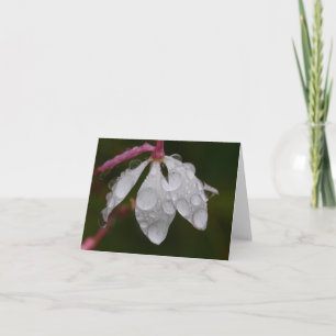 White Flower Raindrops Card