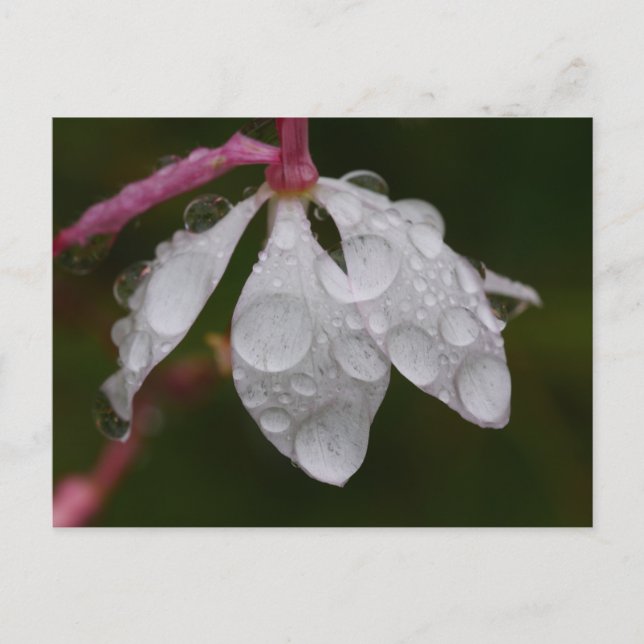 White Flower Raindrops Postcard (Front)