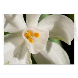 White Flower Spring Event And Wedding