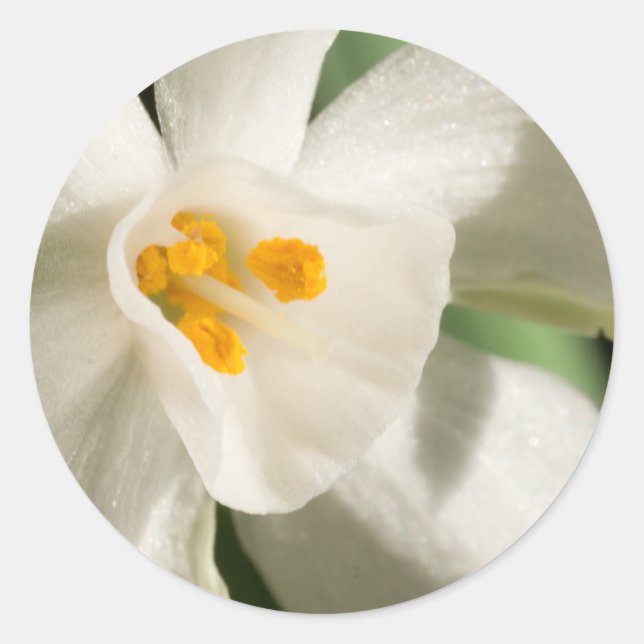 White Flower Spring Event And Wedding Classic Round Sticker (Front)