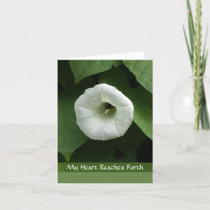 White Flower Sympathy Condolence Card