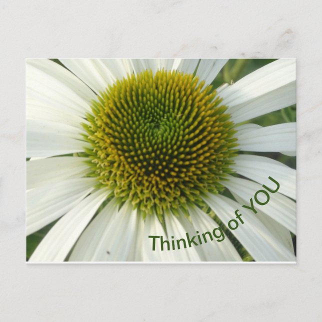 White Flower Thinking of YOU Postcard (Front)