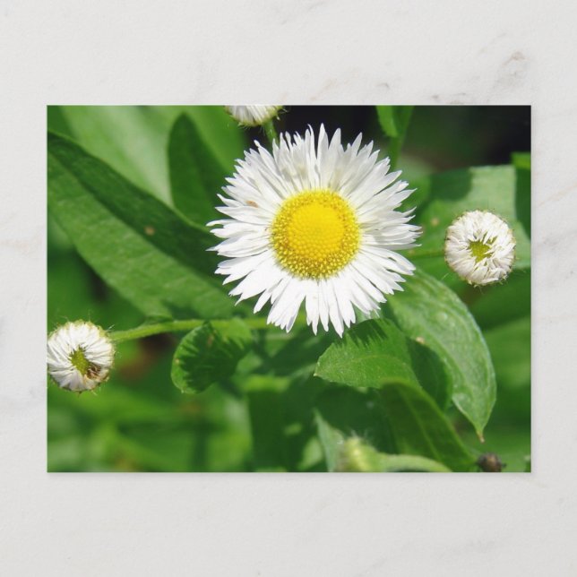 White Flower Weed Postcard (Front)