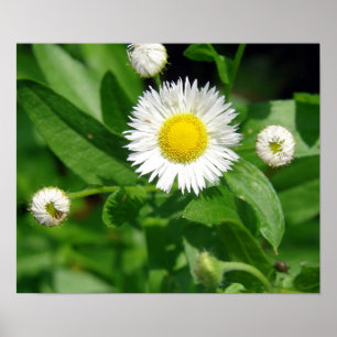 White Flower Weed Poster