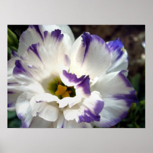 White flower with purple trim poster