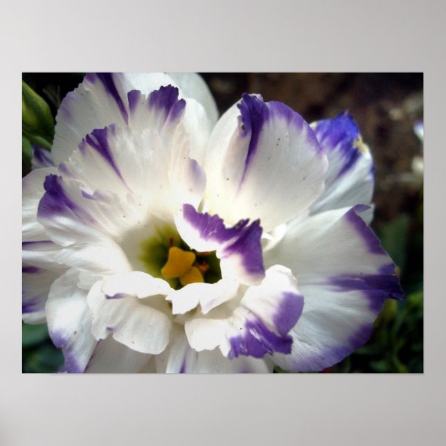 White flower with purple trim poster (Front)