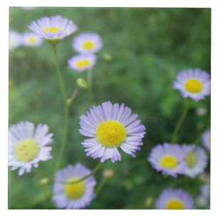 white flower with yellow centre tile
