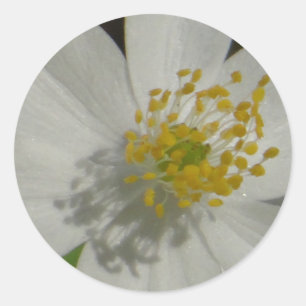 White flower with yellow middle classic round sticker