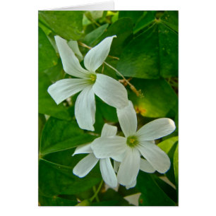 White Flowered Oxalis