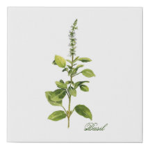White Flowering Basil