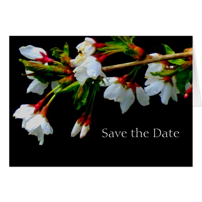 White flowering cherry tree, blossoms  photo (Front Horizontal)