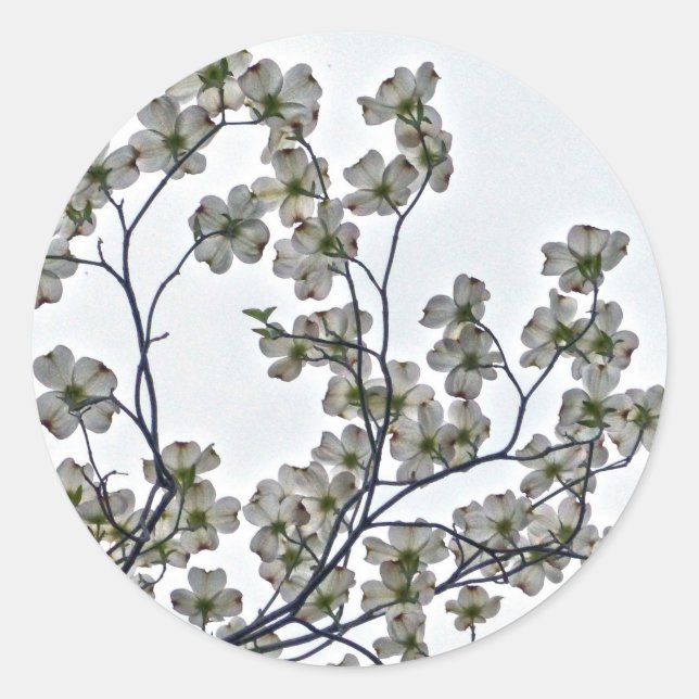 White Flowering Dogwood Classic Round Sticker (Front)