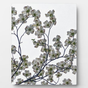 White Flowering Dogwood Plaque