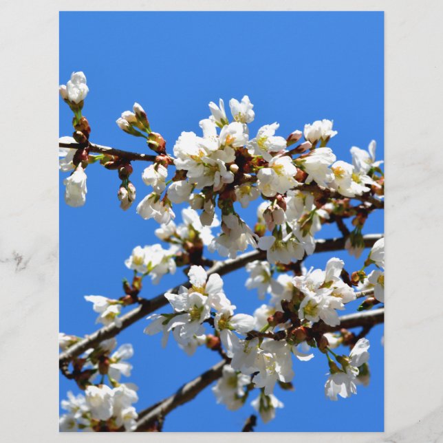 White flowering spring tree white floral blossom  (Front)