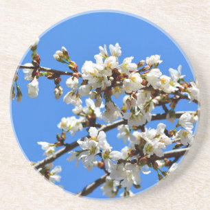 White flowering spring tree white floral blossom coaster