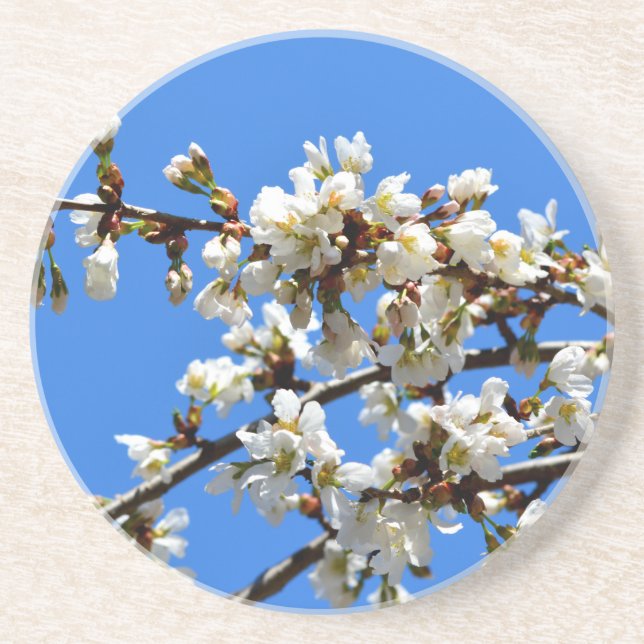 White flowering spring tree white floral blossom  coaster (Front)