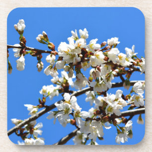 White flowering spring tree white floral blossom coaster