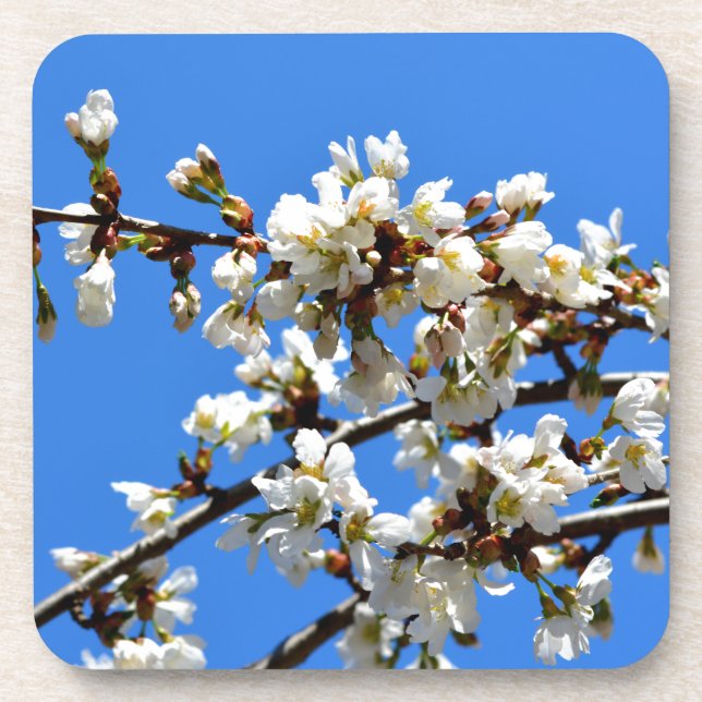 White flowering spring tree white floral blossom  coaster (Front)