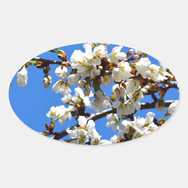 White flowering spring tree white floral blossom  oval sticker (Front)
