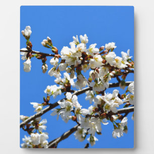 White flowering spring tree white floral blossom plaque
